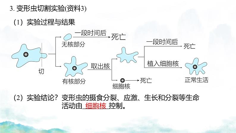 3.3 细胞核的结构和功能-2024-2025学年高一生物同步教学实用课件（人教版2019必修1）第6页