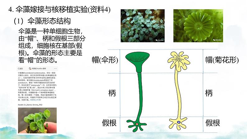 3.3 细胞核的结构和功能-2024-2025学年高一生物同步教学实用课件（人教版2019必修1）第7页