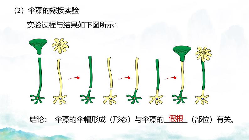 3.3 细胞核的结构和功能-2024-2025学年高一生物同步教学实用课件（人教版2019必修1）第8页