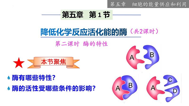 5.1 降低化学反应活化能的酶（二、 酶的特性） -2024-2025学年高一生物同步教学课件（人教版2019必修1）第1页