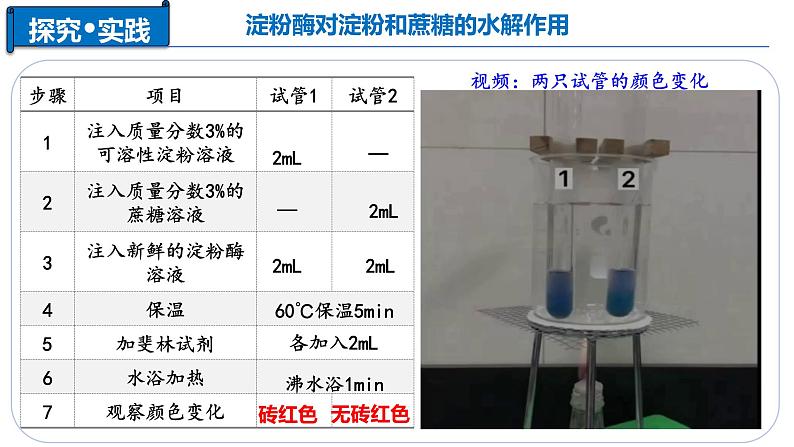 5.1 降低化学反应活化能的酶（二、 酶的特性） -2024-2025学年高一生物同步教学课件（人教版2019必修1）第7页