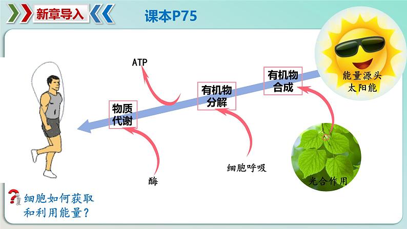 5.1 降低化学反应活化能的酶（一  酶的作用和本质）-2024-2025学年高一生物同步教学课件（人教版2019必修1）01