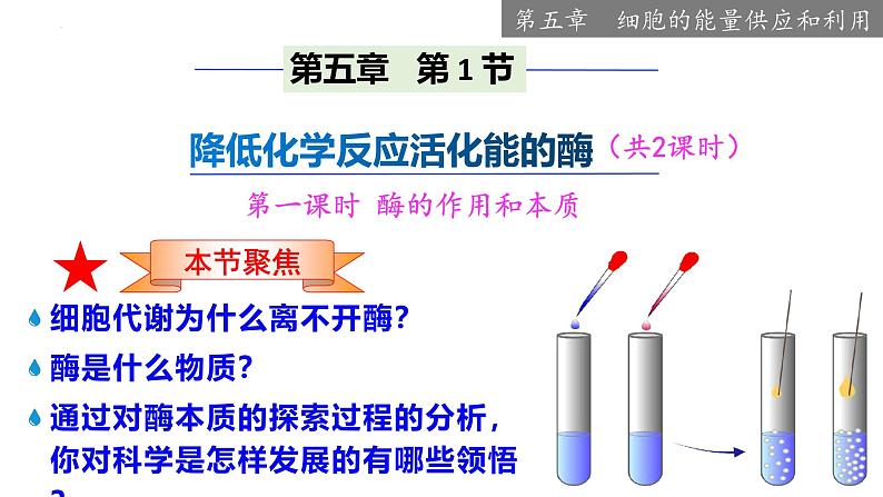 5.1 降低化学反应活化能的酶（一  酶的作用和本质）-2024-2025学年高一生物同步教学课件（人教版2019必修1）02