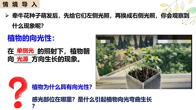 5.1 植物生长素-2024-2025学年高二生物上册同步备课课件（人教版2019选择性必修1）第2页