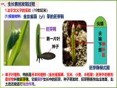 5.1 植物生长素-2024-2025学年高二生物上册同步备课课件（人教版2019选择性必修1）