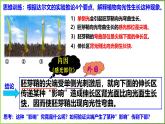 5.1 植物生长素-2024-2025学年高二生物上册同步备课课件（人教版2019选择性必修1）