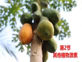5.2 其他植物激素-2024-2025学年高二生物上册同步备课课件（人教版2019选择性必修1）