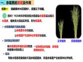 5.2 其他植物激素-2024-2025学年高二生物上册同步备课课件（人教版2019选择性必修1）