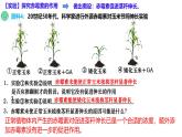 5.2 其他植物激素-2024-2025学年高二生物上册同步备课课件（人教版2019选择性必修1）