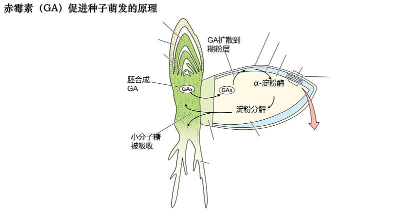 5.2 其他植物激素-2024-2025学年高二生物上册同步备课课件（人教版2019选择性必修1）第8页