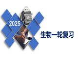 2025高三一轮复习生物：细胞的分化、衰老、死亡 课件