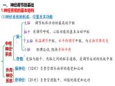 第35讲 神经调节的结构基础及基本方式-  备战2025年高考生物一轮复习精品课件