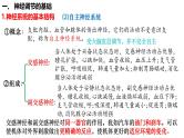 第35讲 神经调节的结构基础及基本方式-  备战2025年高考生物一轮复习精品课件