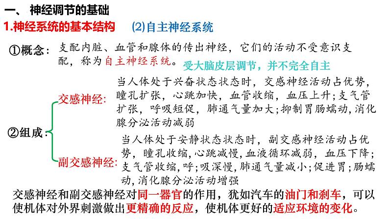 第35讲 神经调节的结构基础及基本方式-  备战2025年高考生物一轮复习精品课件第4页