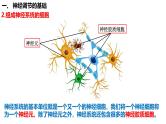 第35讲 神经调节的结构基础及基本方式-  备战2025年高考生物一轮复习精品课件