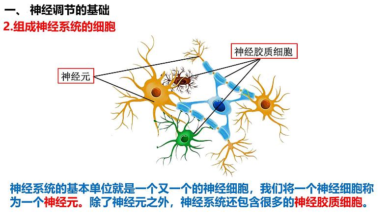 第35讲 神经调节的结构基础及基本方式-  备战2025年高考生物一轮复习精品课件第5页