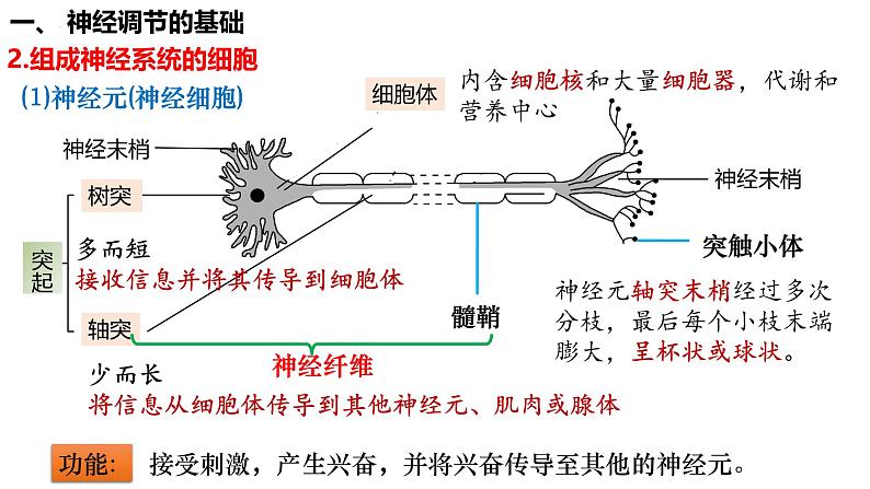 第35讲 神经调节的结构基础及基本方式-  备战2025年高考生物一轮复习精品课件第6页