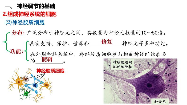 第35讲 神经调节的结构基础及基本方式-  备战2025年高考生物一轮复习精品课件第7页