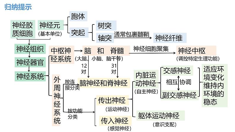 第35讲 神经调节的结构基础及基本方式-  备战2025年高考生物一轮复习精品课件第8页