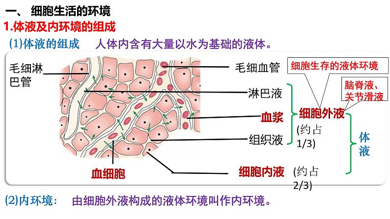 第34讲 人体内环境和稳态-  备战2025年高考生物一轮复习精品课件第3页