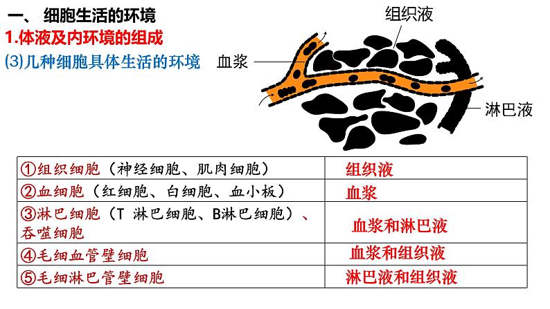 第34讲 人体内环境和稳态-  备战2025年高考生物一轮复习精品课件第4页