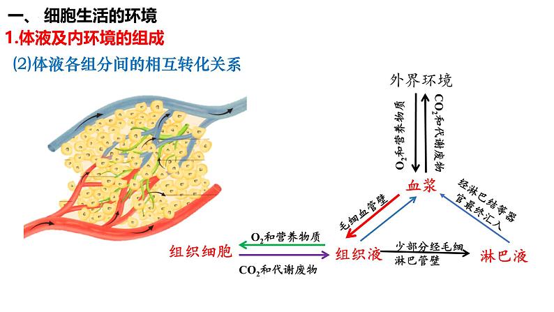 第34讲 人体内环境和稳态-  备战2025年高考生物一轮复习精品课件第5页