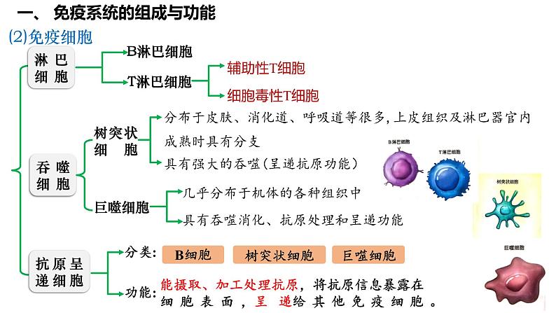 第39讲 免疫系统的组成、功能、特异性免疫-  备战2025年高考生物一轮复习精品课件05