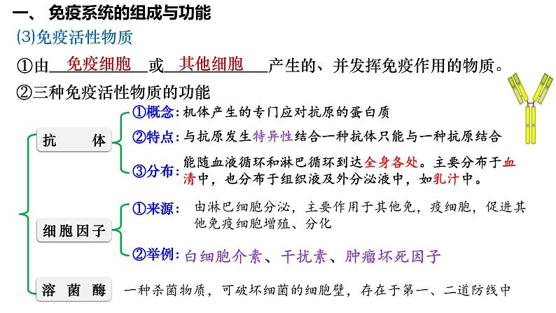 第39讲 免疫系统的组成、功能、特异性免疫-  备战2025年高考生物一轮复习精品课件07