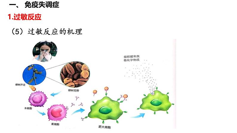 专题40 免疫失调和免疫学的应用- 备战2025年高考生物一轮复习精品课件04