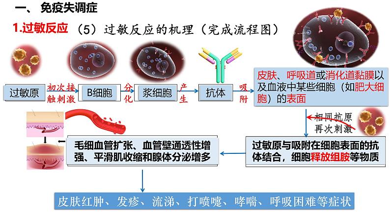 专题40 免疫失调和免疫学的应用- 备战2025年高考生物一轮复习精品课件05