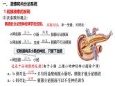 第37讲 激素调节- 备战2025年高考生物一轮复习精品课件
