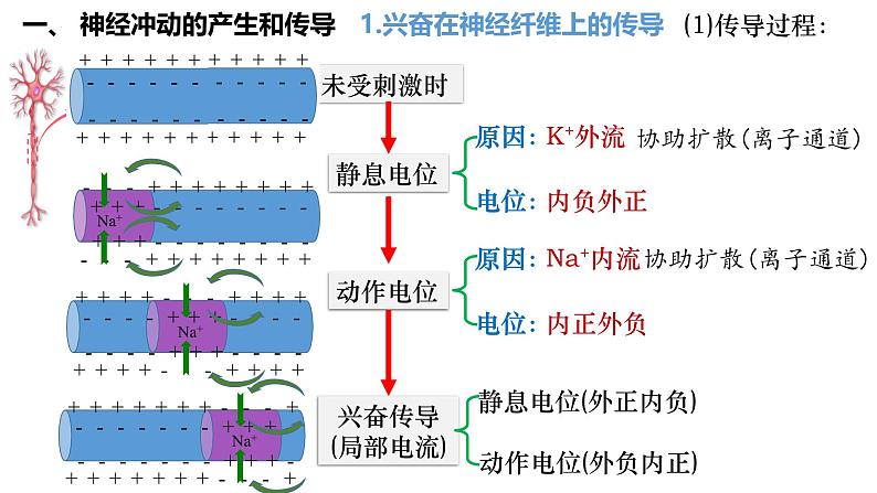 第36讲 神经冲动的产生和传导 及神经系统的分级调节-  备战2025年高考生物一轮复习精品课件第4页