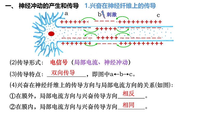 第36讲 神经冲动的产生和传导 及神经系统的分级调节-  备战2025年高考生物一轮复习精品课件第5页