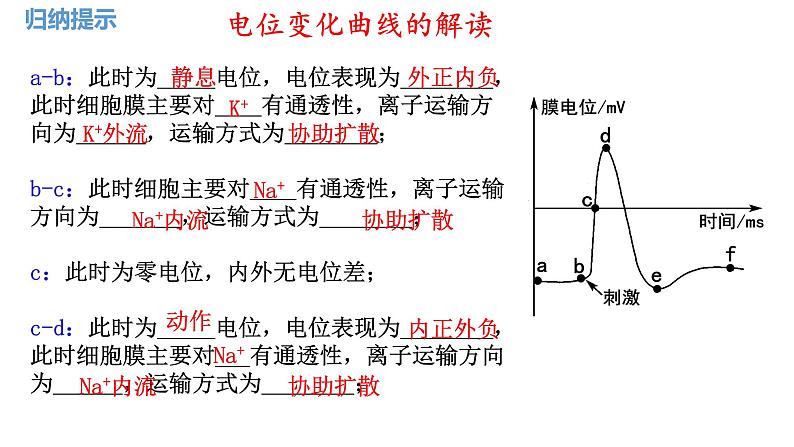 第36讲 神经冲动的产生和传导 及神经系统的分级调节-  备战2025年高考生物一轮复习精品课件第6页