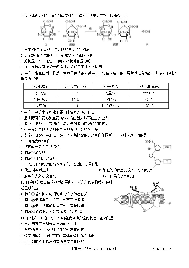 河南省部分学校2024-2025学年高一上学期选科考试生物试卷（Word版附解析）第2页