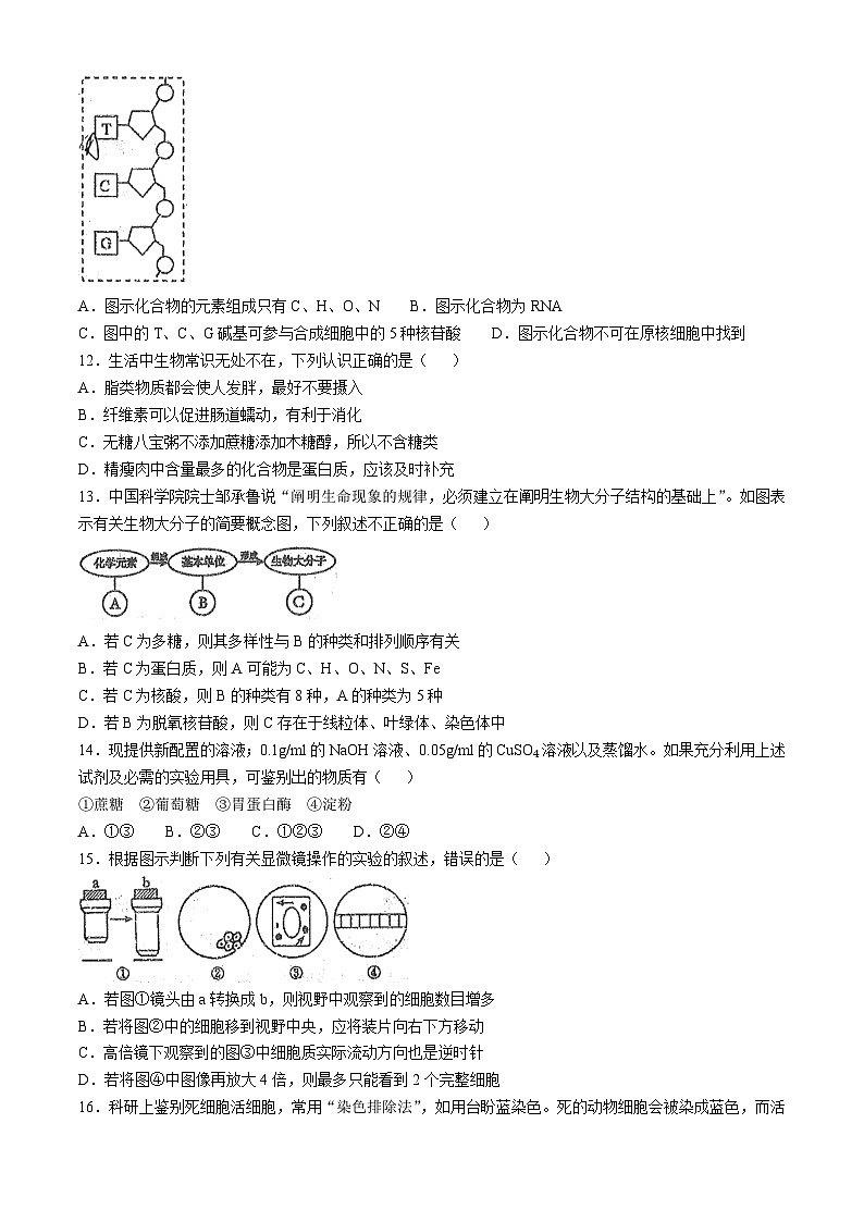 天津市红桥区2024-2025学年高一上学期期中考试生物试卷第2页