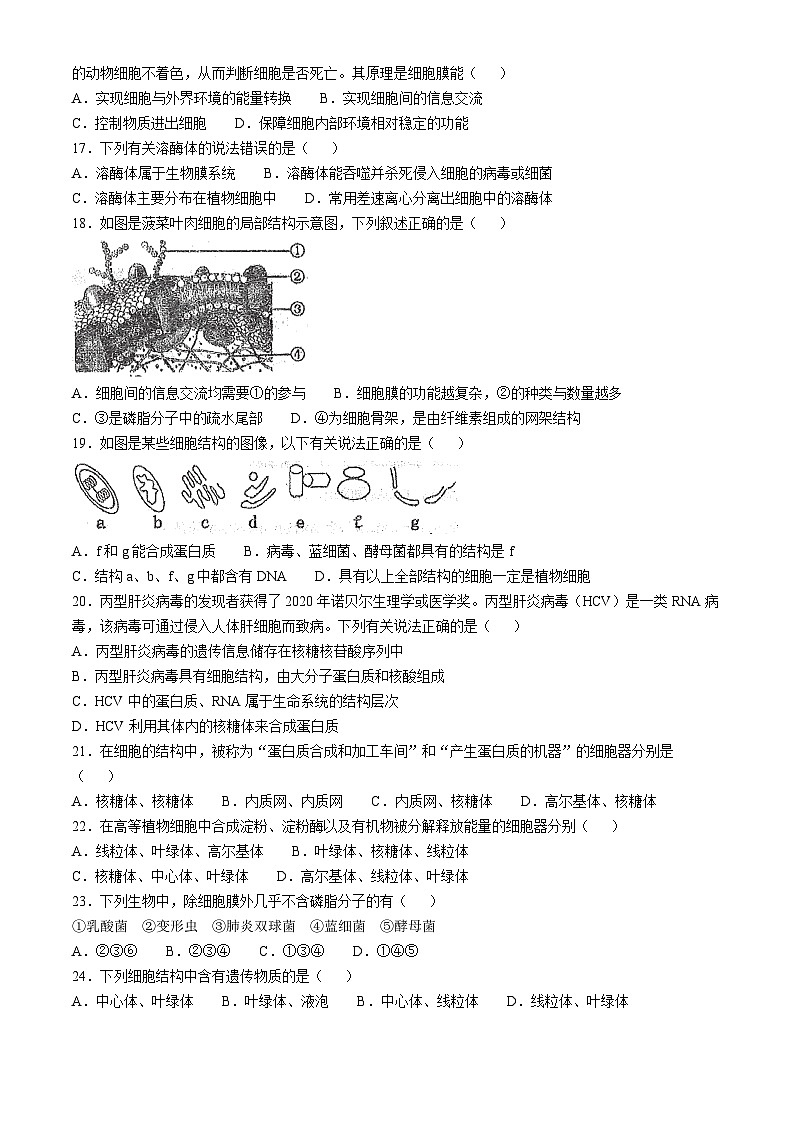 天津市红桥区2024-2025学年高一上学期期中考试生物试卷第3页