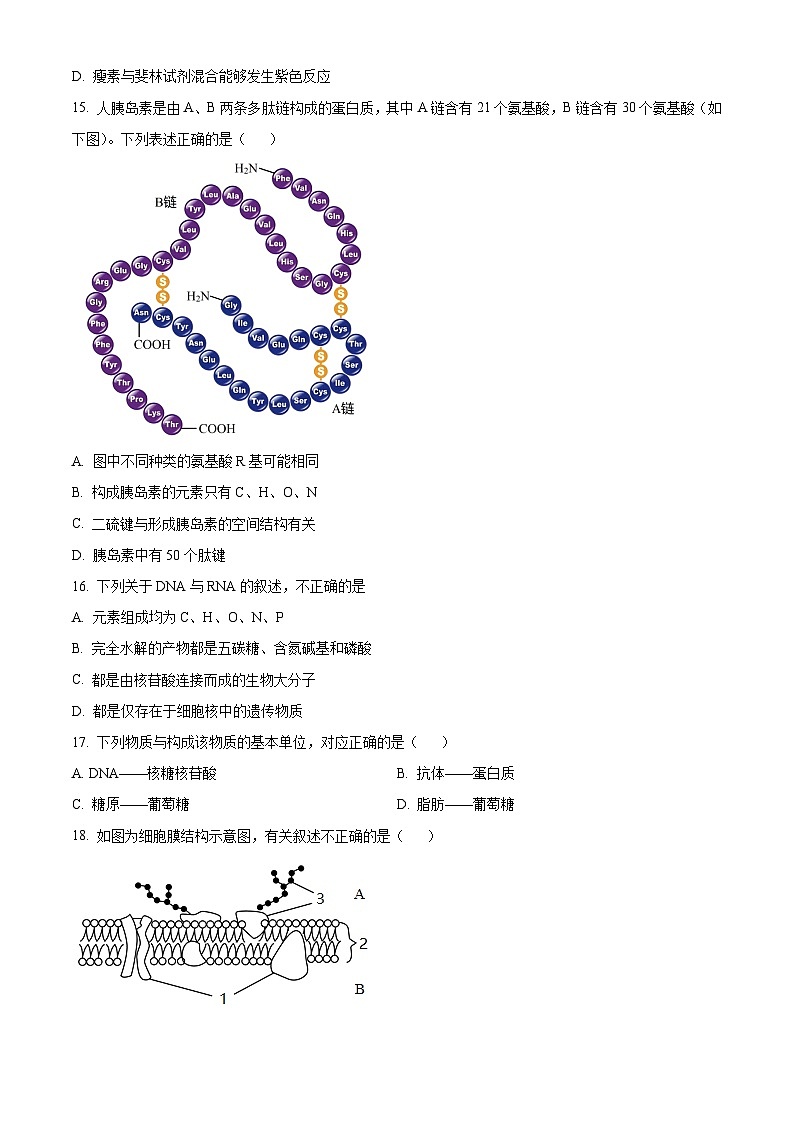 北京市第五十五中学2024-2025学年高一上学期期中考试生物试卷 Word版无答案第3页