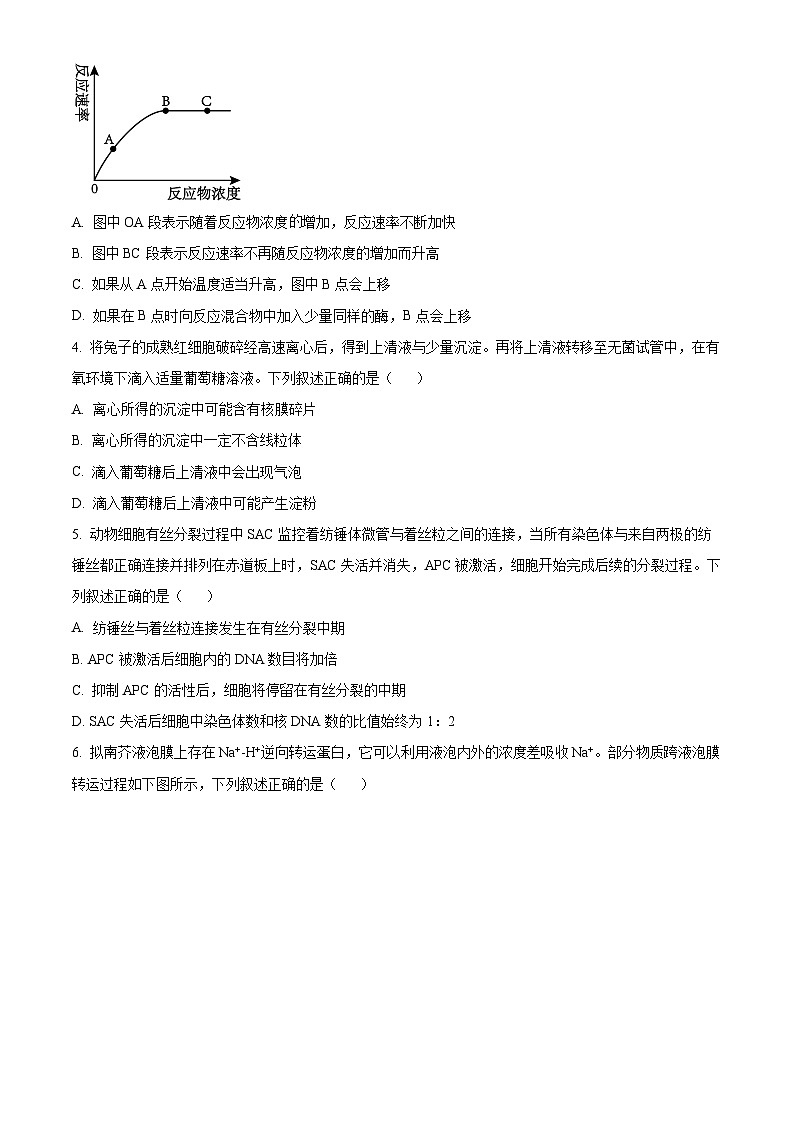 河北省保定市2024-2025学年高三上学期10月期中生物试题 Word版无答案第2页