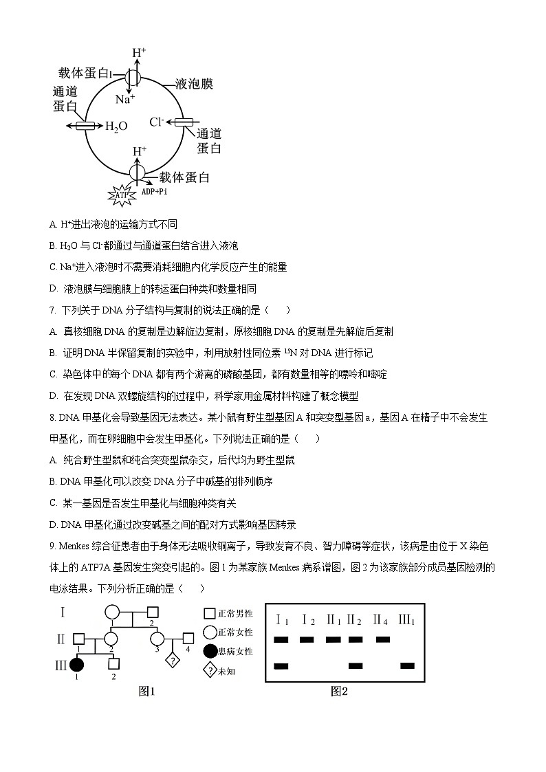 河北省保定市2024-2025学年高三上学期10月期中生物试题 Word版无答案第3页
