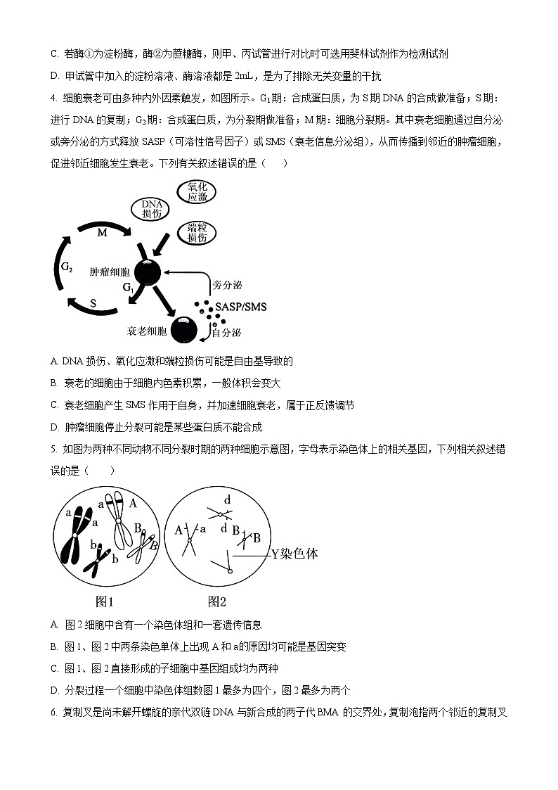 河北省邯郸市部分校2024-2025学年高三上学期月考生物试卷（一） Word版无答案第2页