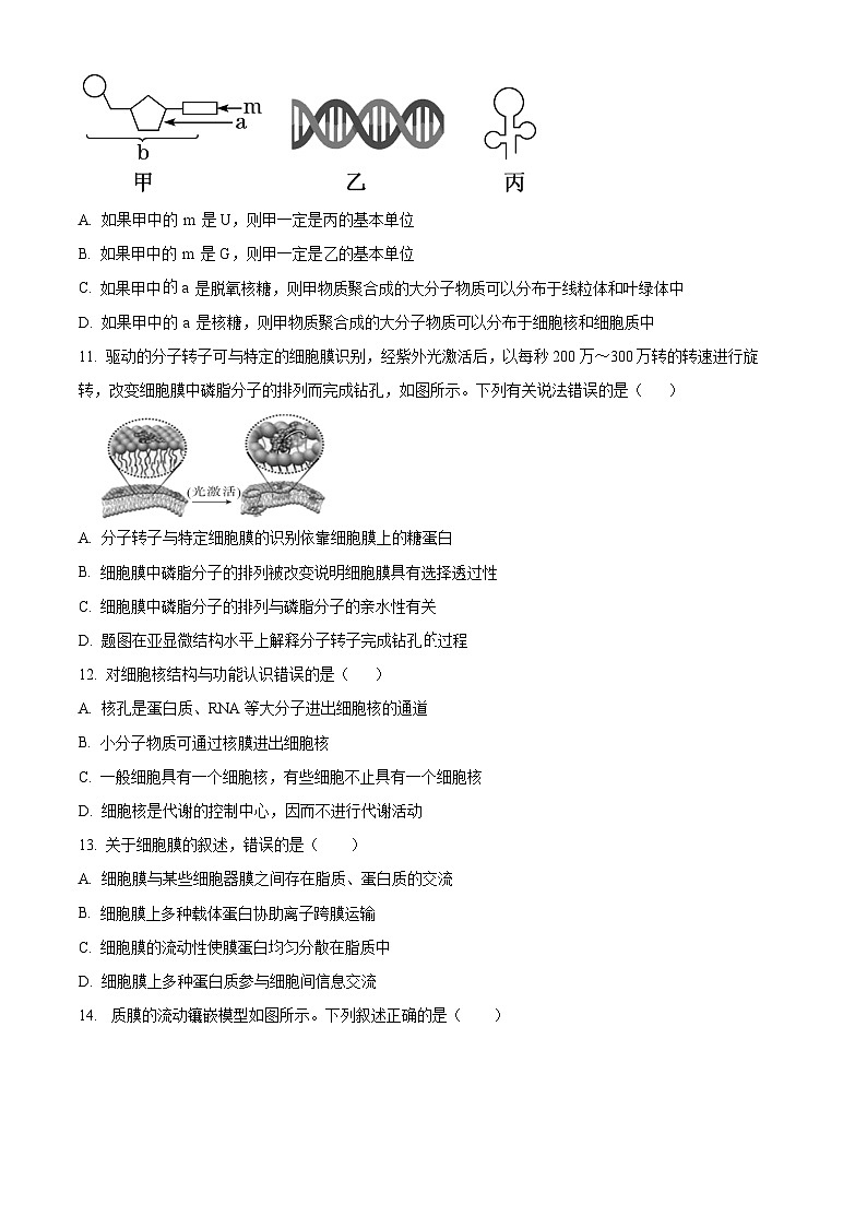 河北省衡水市武邑县第二中学2024-2025学年高一上学期期中考试生物试题（Word版附解析）03