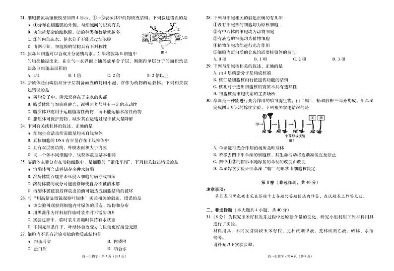 云南师范大学附属中学2024-2025学年高一上学期期中考试生物试题（PDF版附解析）第3页