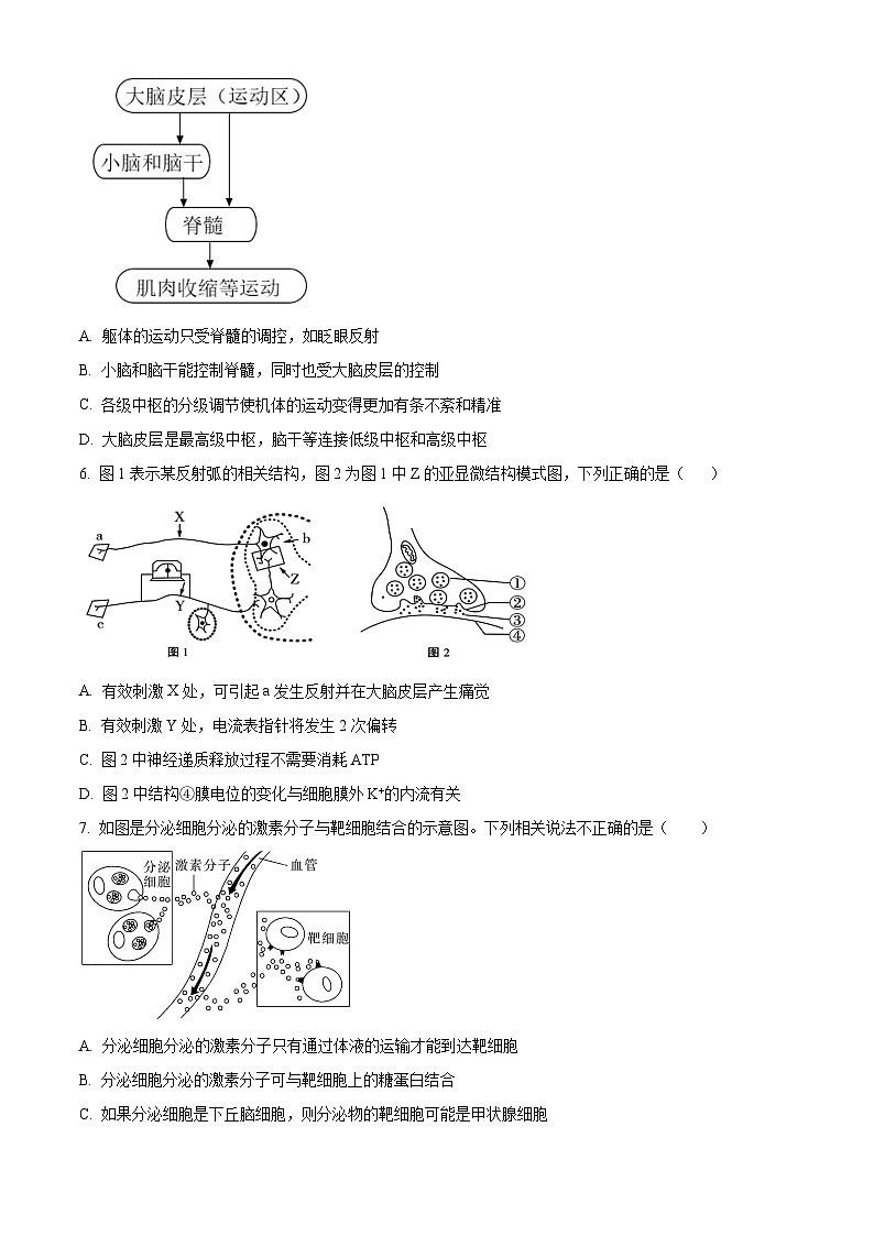 河北省衡水市武强中学2024-2025学年高二上学期期中考试生物试题（Word版附解析）02