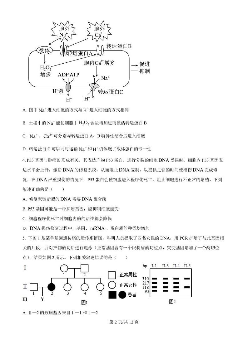 2025届湖南省郴州市高三上学期10月月考-生物试题+答案第2页