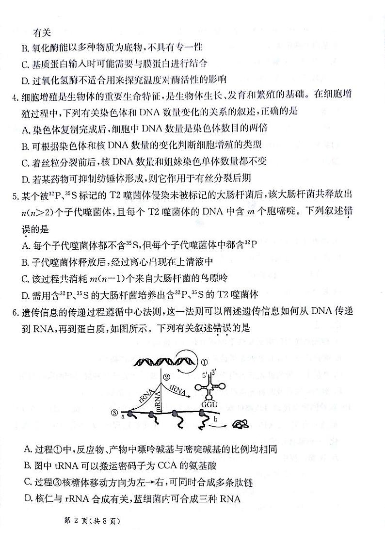 甘肃省白银市靖远县第二中学2024-2025学年高三上学期11月期中考试生物试题第2页