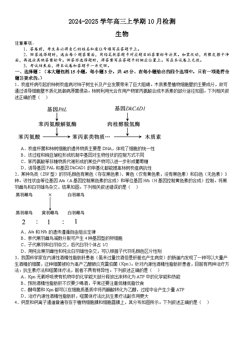 河南省许昌高级中学2024-2025学年高三上学期10月月考生物试题（Word版附解析）第1页