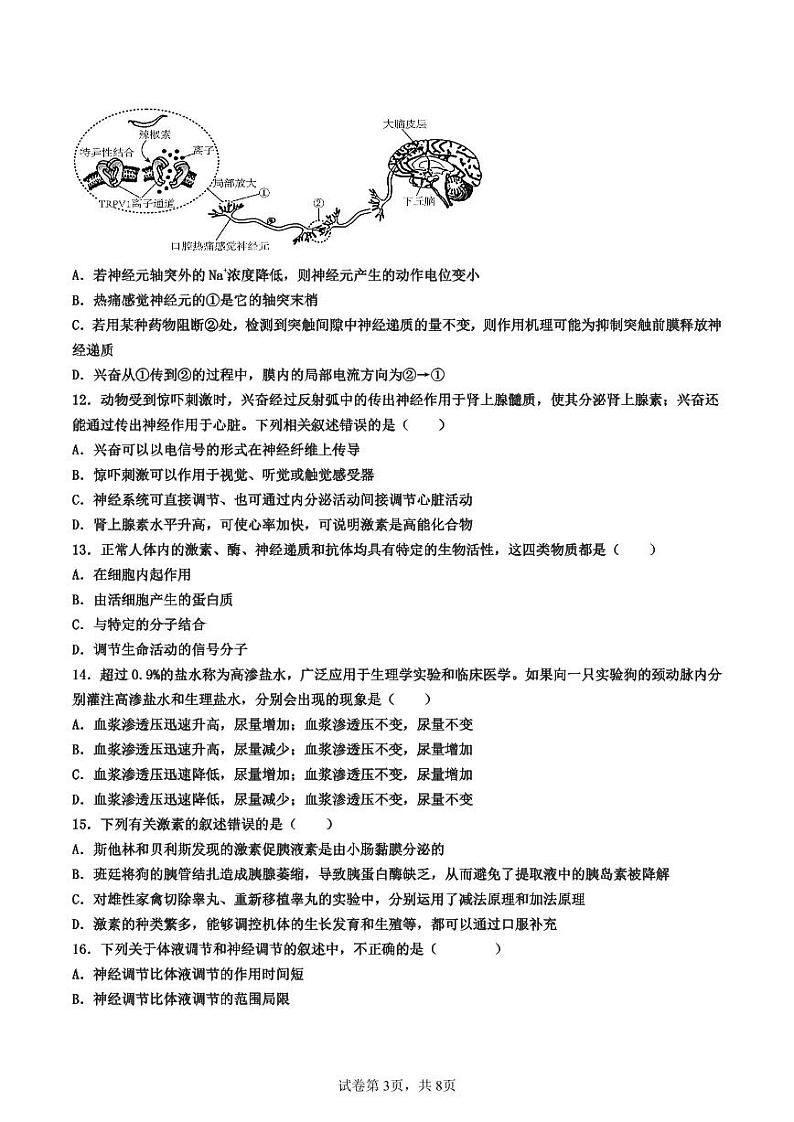1111新 2024-2025学年高二生物第一学期期中考试第3页