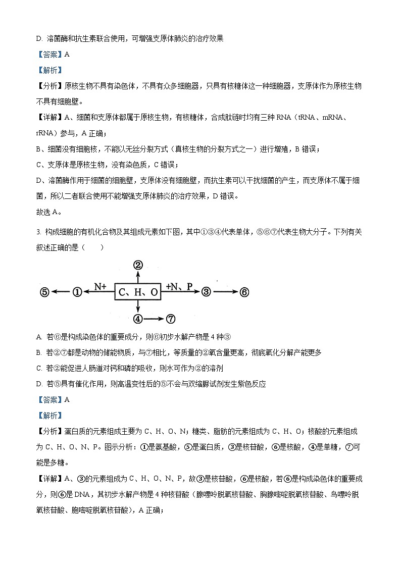 四川省眉山市仁寿县第一中学南校区2024-2025学年高三上学期10月月考生物试卷（Word版附解析）02