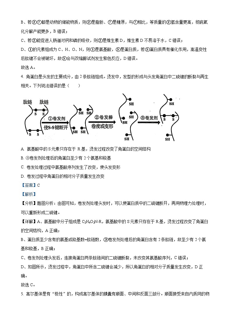 四川省眉山市仁寿县第一中学南校区2024-2025学年高三上学期10月月考生物试卷（Word版附解析）03